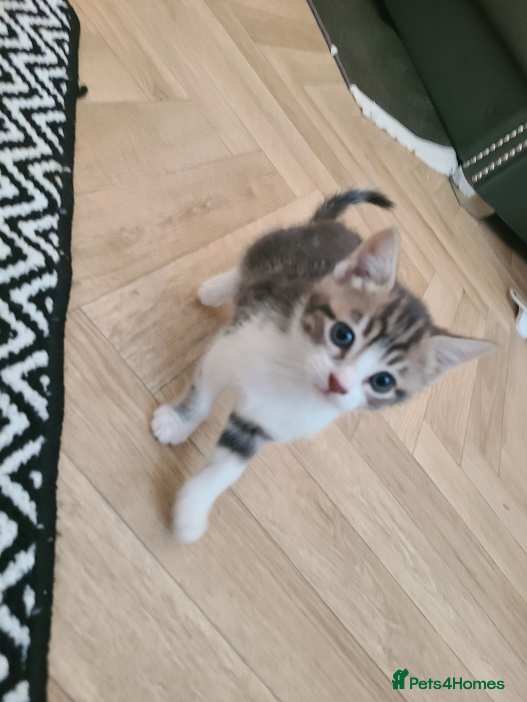 Mixed Breed cats for sale: 3 beautiful kittens - Advert 11