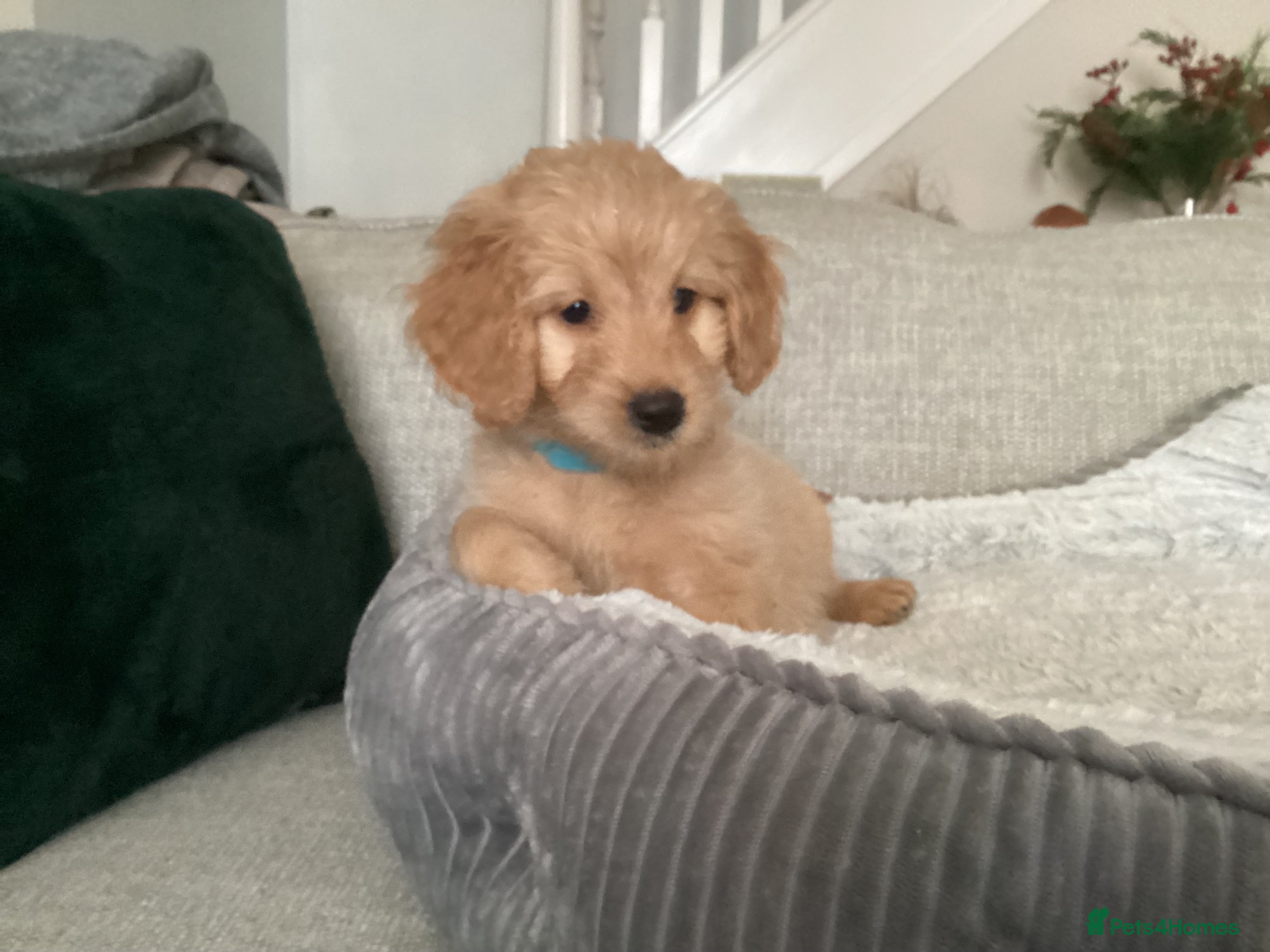 Mixed Breed dogs One gorgeous boy and girl left  - Advert 3