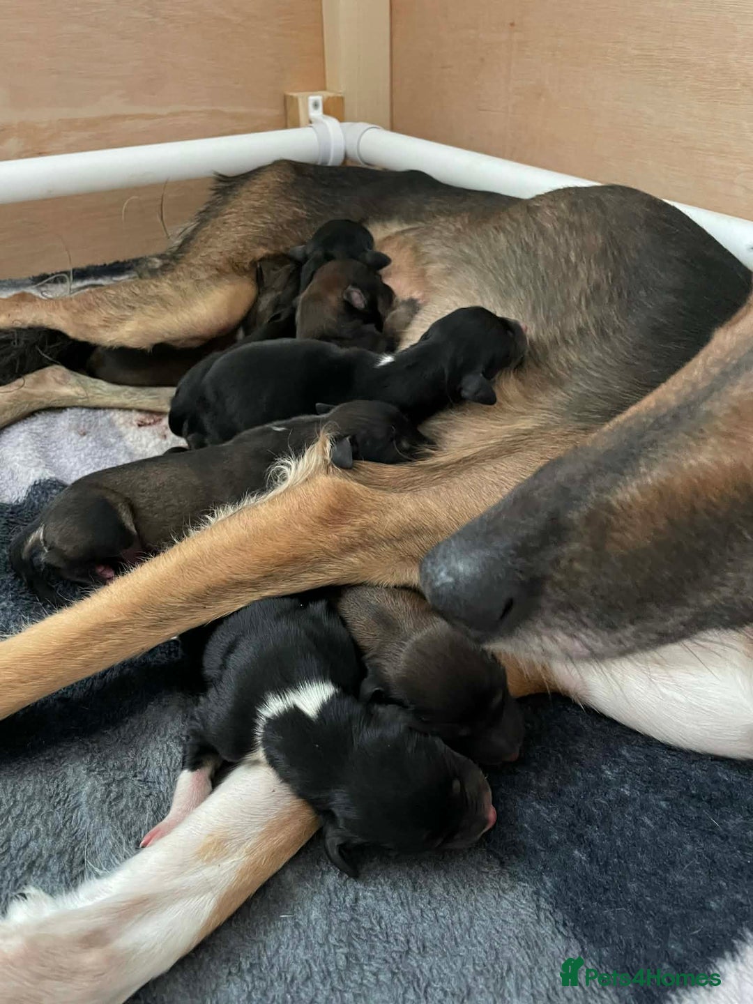 Saluki dogs for sale: Saluki puppies - Advert 3