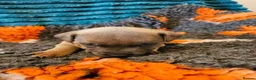 Staffordshire Bull Terrier dogs for sale: Staffordshire bull terrier puppies for sale in Kilmarnock - Advert 8