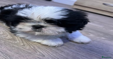 Shih Tzu dogs - Advert 4