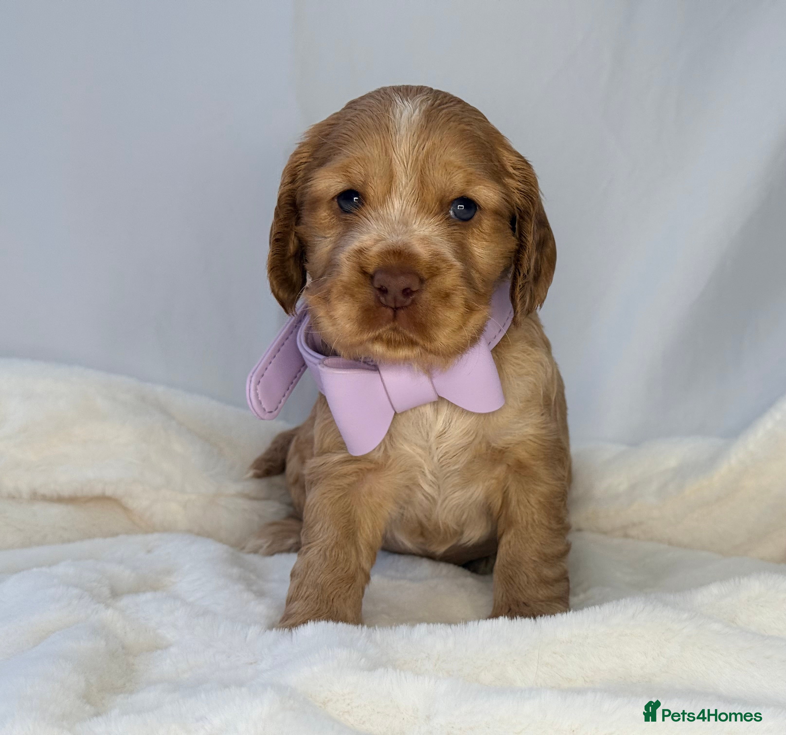 Cocker Spaniel dogs SHOW COCKER SPANIEL PUPPIES - FULLY HEALTH TESTED  - Advert 7