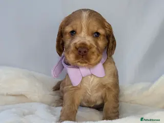 Cocker Spaniel dogs SHOW COCKER SPANIEL PUPPIES - FULLY HEALTH TESTED - Advert 7