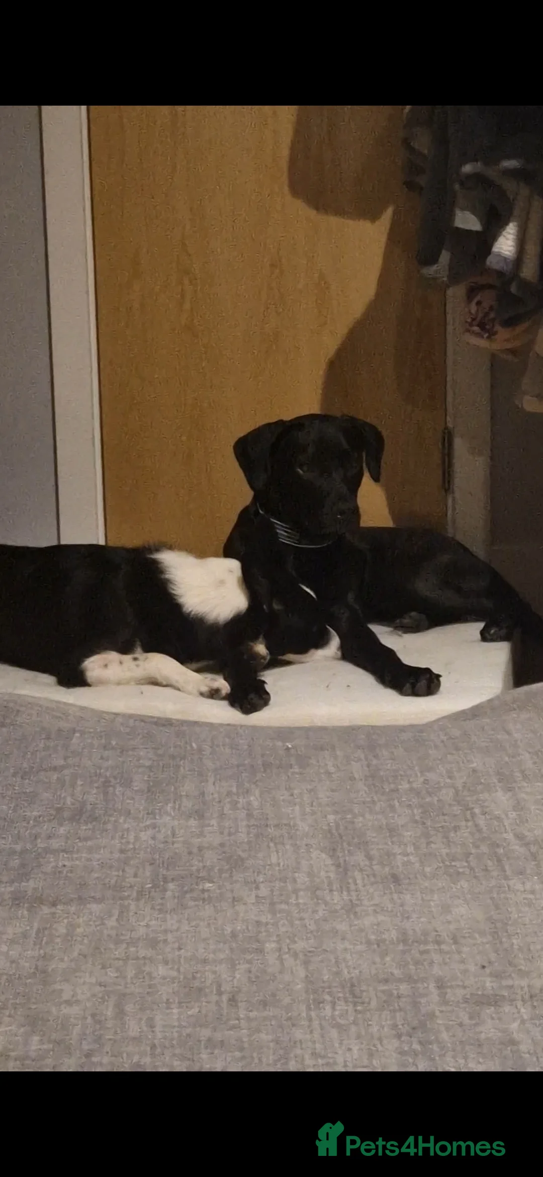 Mixed Breed dogs for sale: Django Cane corso X Greyhound  - Advert 9