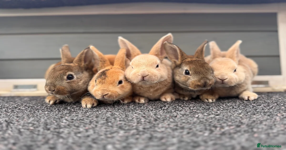 Rabbits for Sale for sale in Bristol City | Pets4Homes
