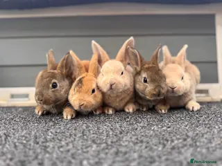 Rex rabbits 🐰✨ PEDIGREE MINI REX RABBITS – 2 Bucks - Advert 1