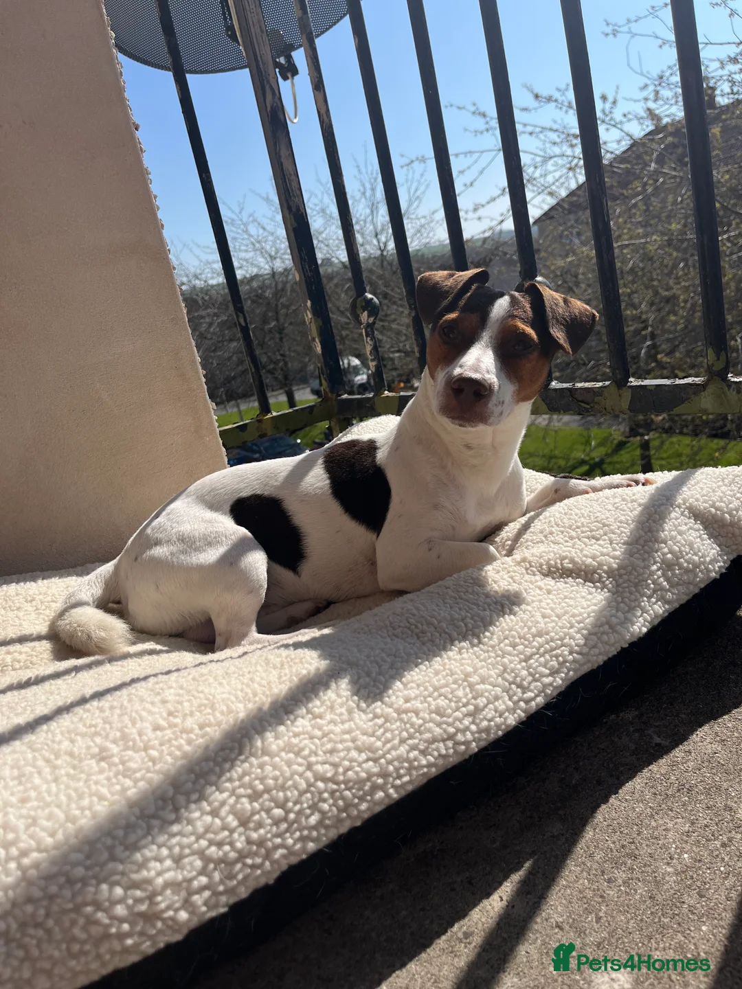 Jack Russell dogs for stud: Bruno for stud  - Advert 4