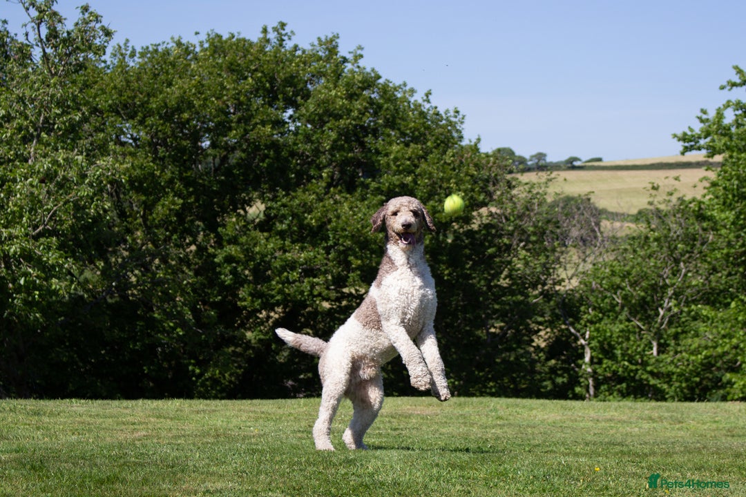 Labradoodle dogs for stud: Labradoodle Stud - Image 3