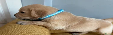Golden flattie