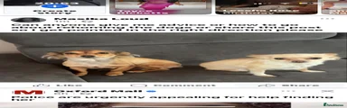 Chihuahua 1