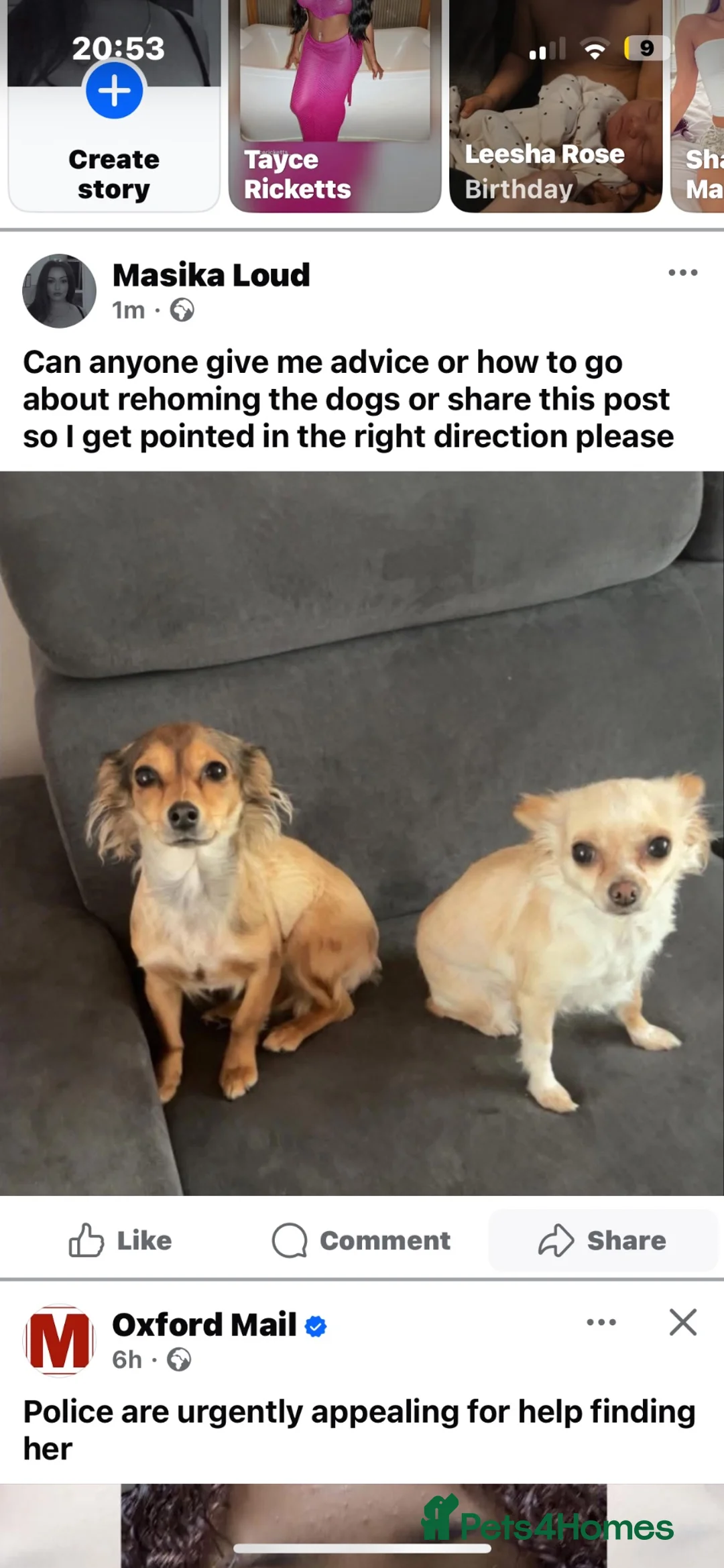 Chihuahua dogs for sale: Chihuahua / chihuahua cross  - Advert 2