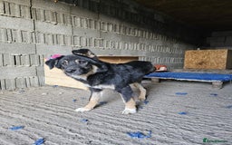 Mixed Breed dogs for adoption: A poor, gentle 3 legged boy needs a Loving Home - Image 11