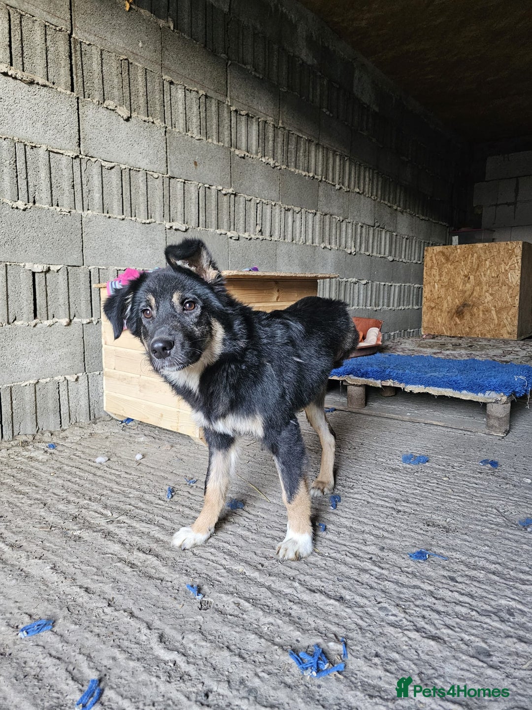 Mixed Breed dogs for adoption: A poor, gentle 3 legged boy needs a Loving Home - Image 11