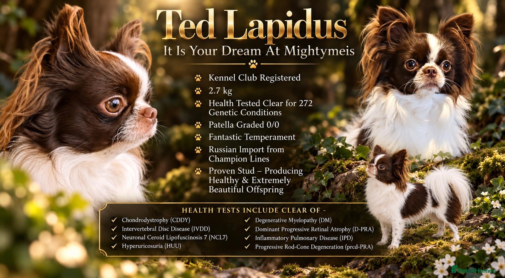 Chihuahua dogs KC reg-Heath Tested-Proven Stud - Advert 4
