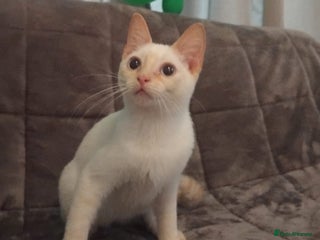 British Shorthair cats - Advert 20