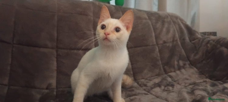 British Shorthair cats - Advert 5