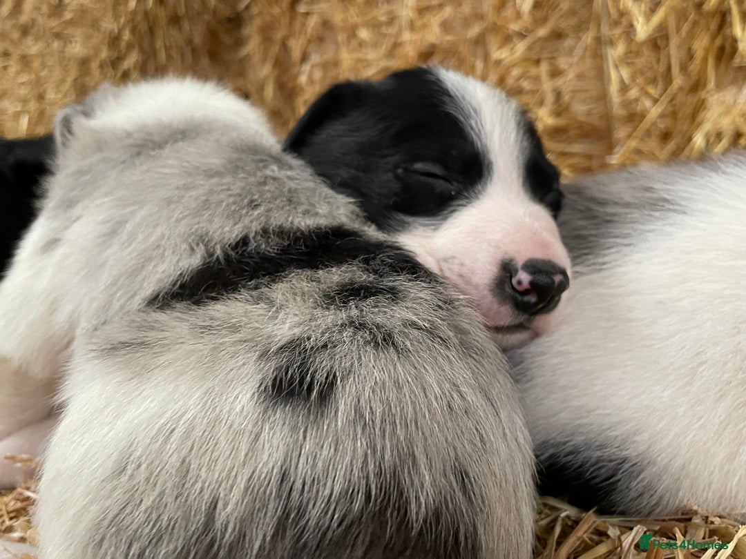 Border Collie dogs for sale: Beautiful cheeky border collies for sale - Image 12
