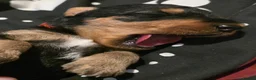 Airedale Terrier dogs for sale: KC Registered Airedale terrier puppies in Kettering - Advert 6