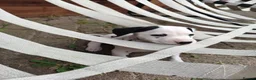 Dalmatian dogs for sale: 1 boy , 2 girls left  - Advert 36