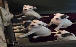 Staffordshire Bull Terrier dogs for sale: VERY RARE TOP QUALITY WHITE BLUE PIED STAFFORD BOY - Image 14