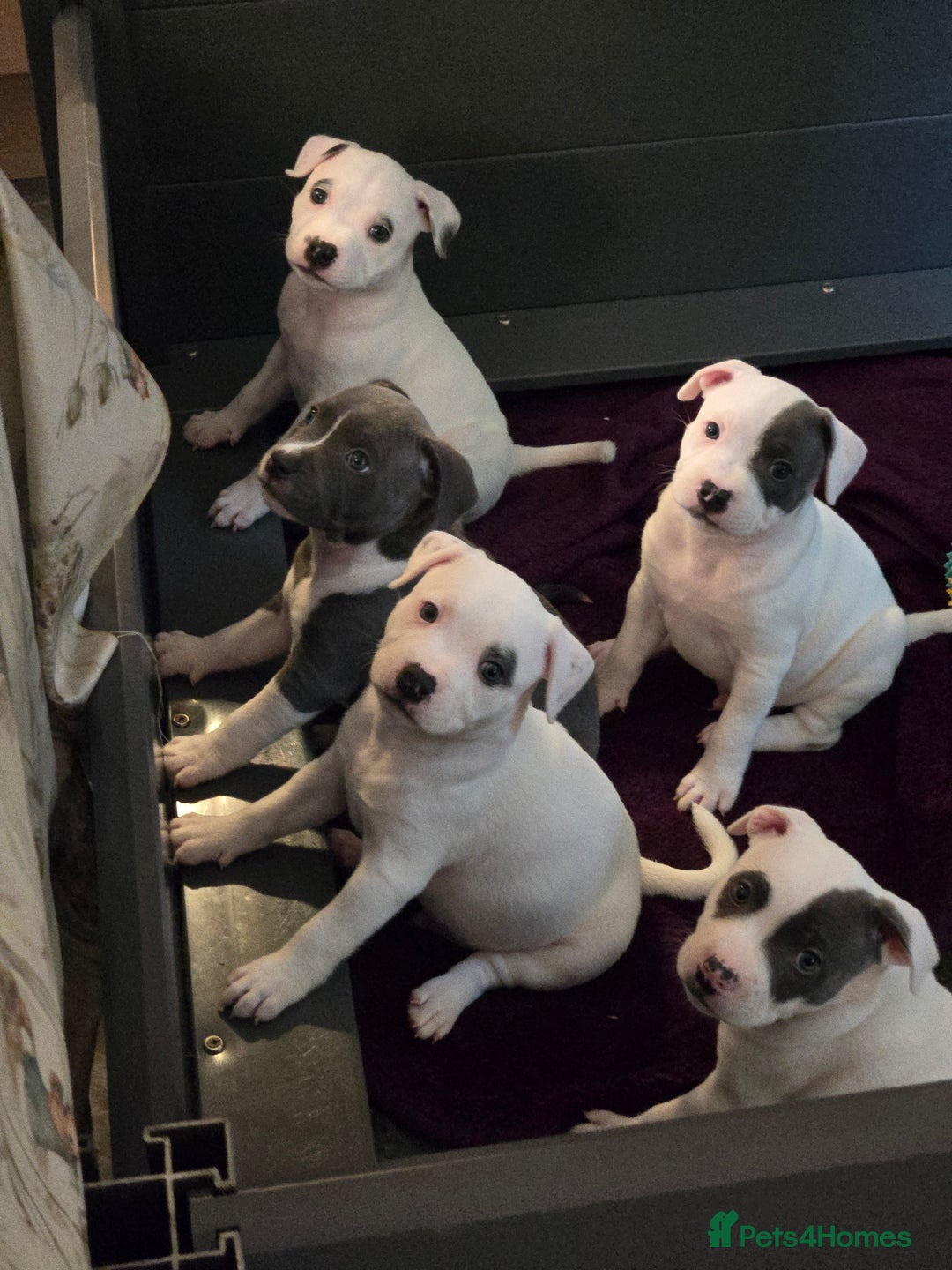 Staffordshire Bull Terrier dogs for sale: VERY RARE TOP QUALITY WHITE BLUE PIED STAFFORD BOY - Image 14