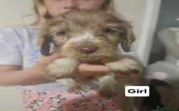 Cocker Spaniel dogs for sale: Beautiful Mixed Colour Cocker Spaniel Puppies - Image 2