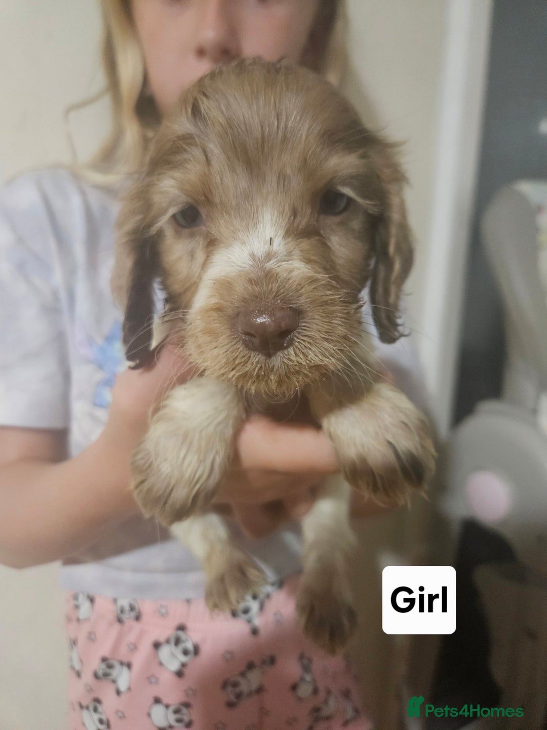 Cocker Spaniel dogs for sale: Beautiful Mixed Colour Cocker Spaniel Puppies - Image 2