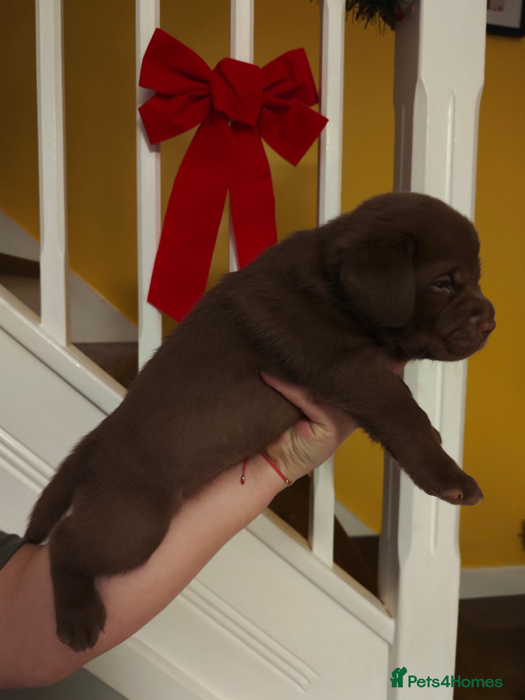 Labrador Retriever dogs for sale: Chocolate Labrador Retriever Puppies-Family Raised - Advert 20