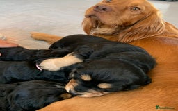 Cocker Spaniel dogs for sale: Cocker Spaniel pups for sale  - Image 12