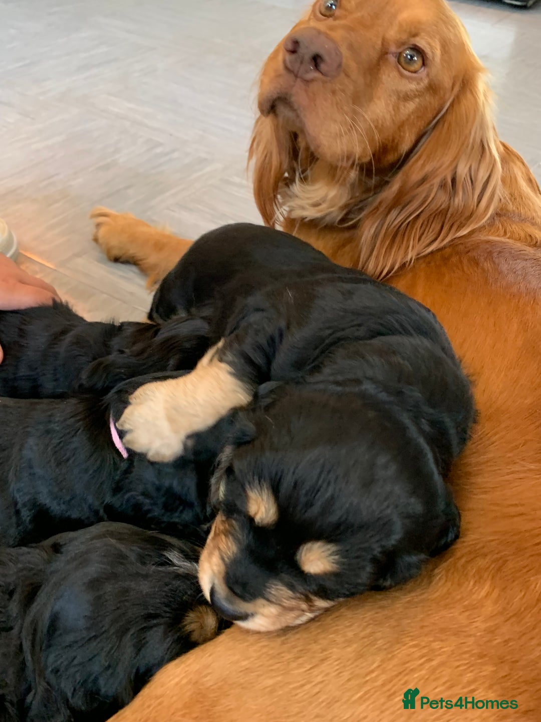 Cocker Spaniel dogs for sale: Cocker Spaniel pups for sale  - Image 12