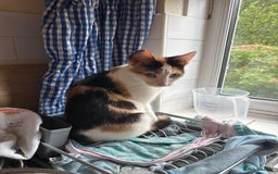 Mixed Breed cats for sale: 3 adorable kittens ready for their forever homes - Image 18