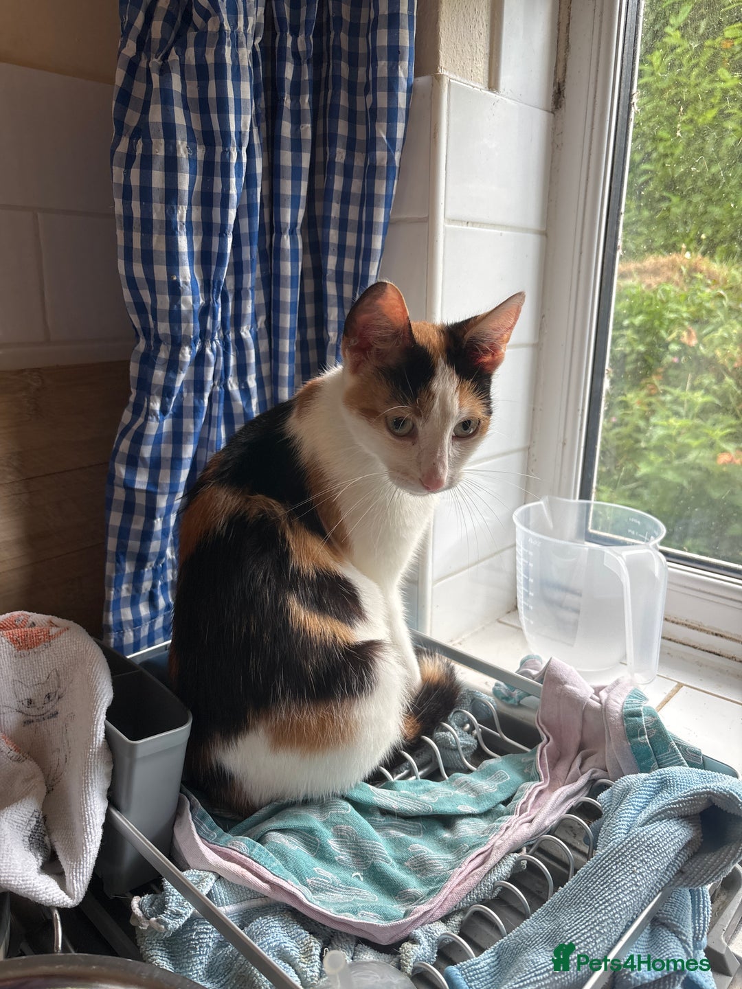 Mixed Breed cats for sale: 3 adorable kittens ready for their forever homes - Image 18