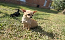 Chorkie dogs for sale: Chorkie puppies  - Image 5