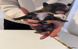 English Bull Terrier dogs for sale: Champion line EBT Puppies - Image 37