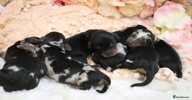 Miniature Dachshund dogs KC Miniature Dachshund Puppies - Advert 8