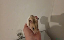 Hamster rodents for sale: Female Hamster  - Image 1