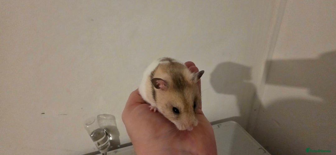 Hamster rodents for sale: Female Hamster  - Image 1