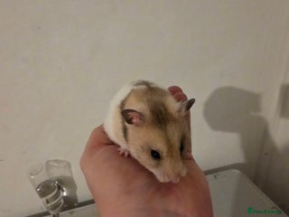 Hamster rodents - Advert 1