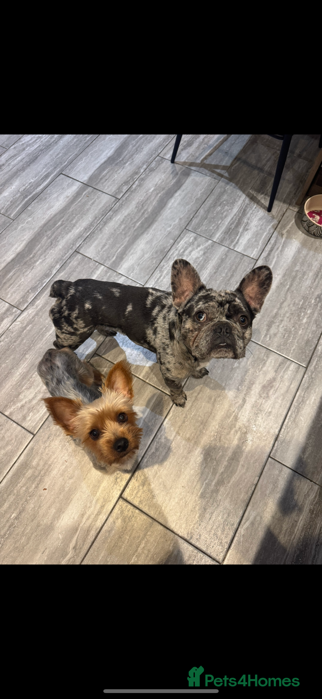 Mixed Breed dogs for sale: French yorkie (frorkie) puppies  - Image 14