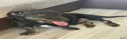 Mixed Breed dogs for adoption: Lovely little Jonny needs a new home - Advert 6