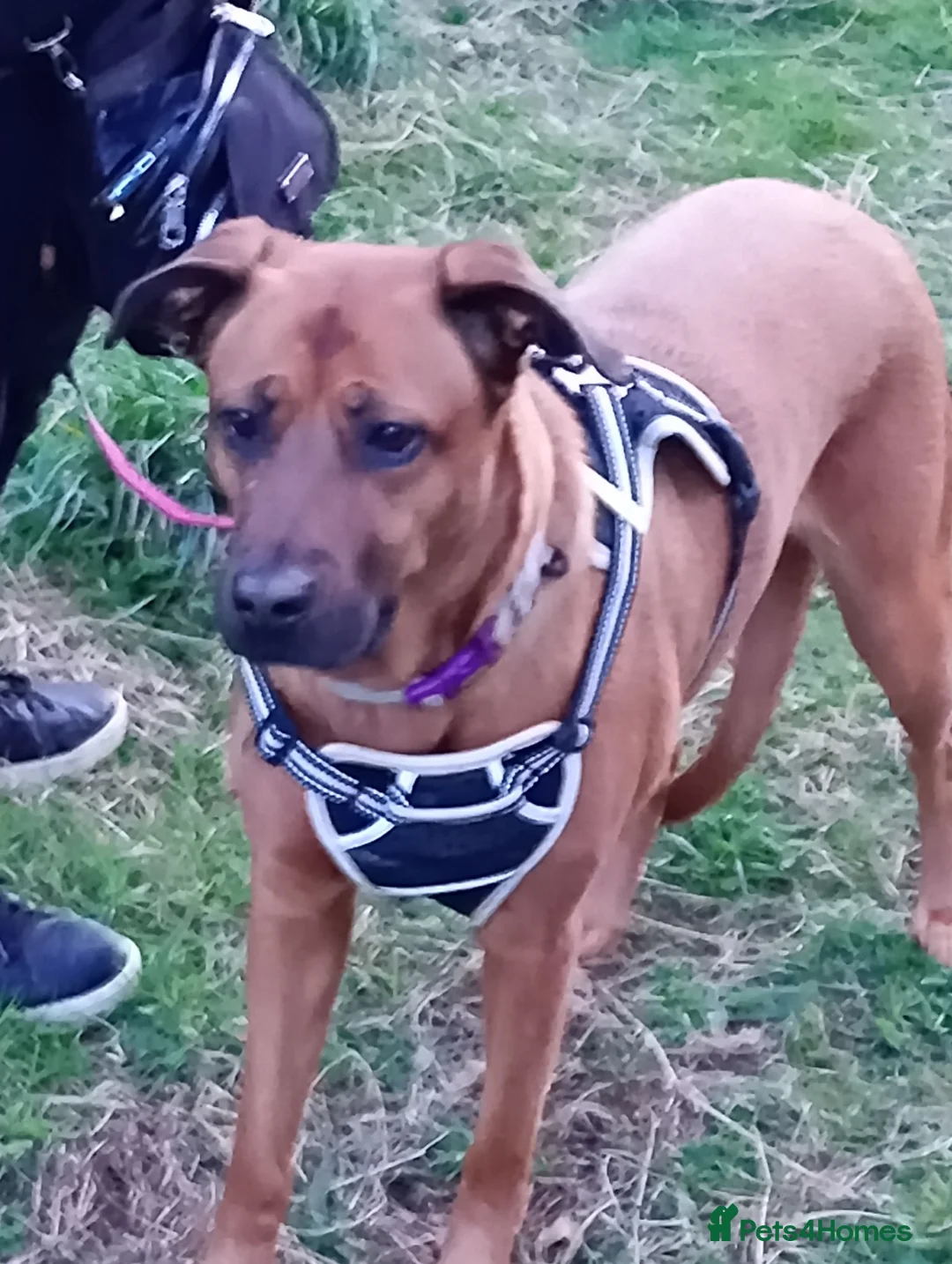 Mixed Breed dogs for sale: Looking for forever home for 5year old female  - Advert 1