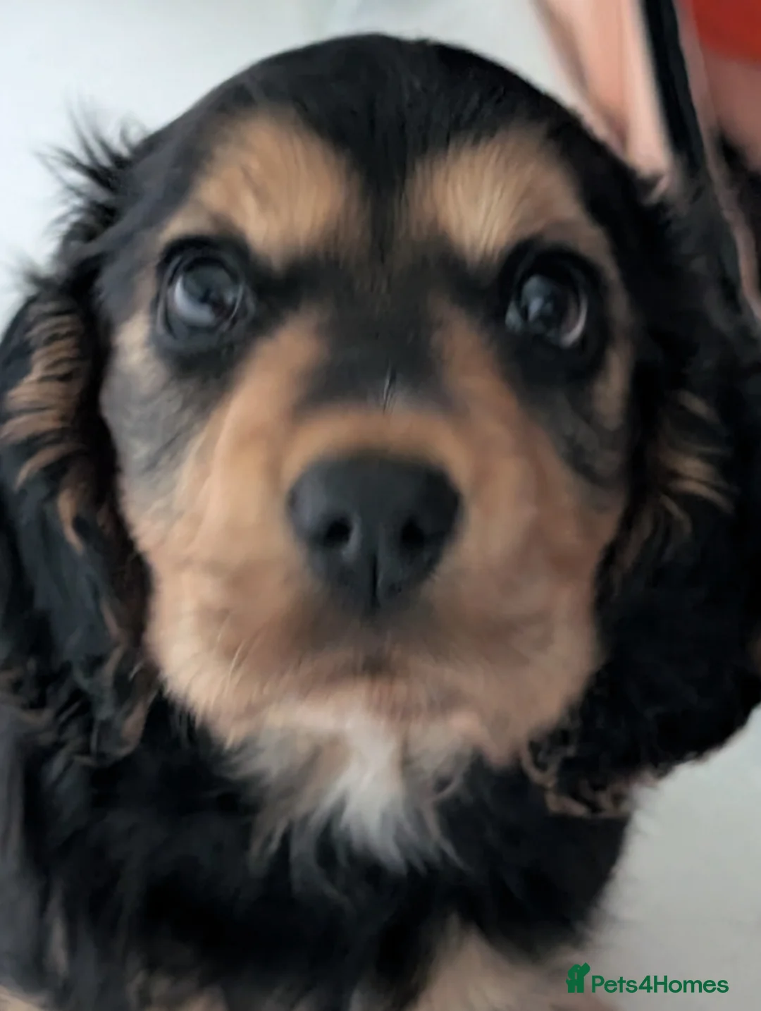 Cocker Spaniel dogs for sale: Little Winnie woo the cocker spaniel in Brentwood - Advert 6