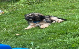 Mixed Breed dogs for sale: Shitzu x frenchie male 6 months old - Image 2