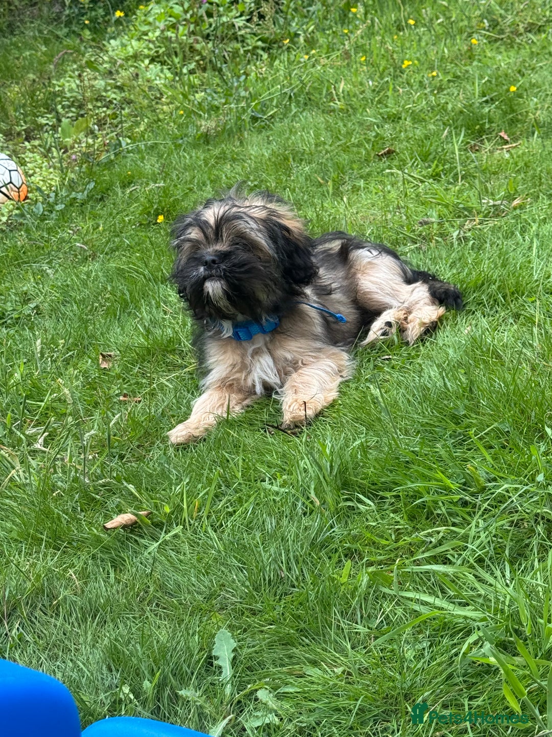 Mixed Breed dogs for sale: Shitzu x frenchie male 6 months old - Image 2
