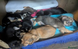 Mixed Breed dogs for sale: ShiChi x chihuahua frenchie pups - Image 2