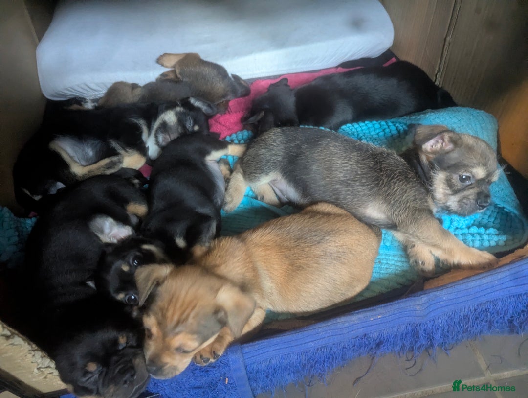 Mixed Breed dogs for sale: ShiChi x chihuahua frenchie pups - Image 2