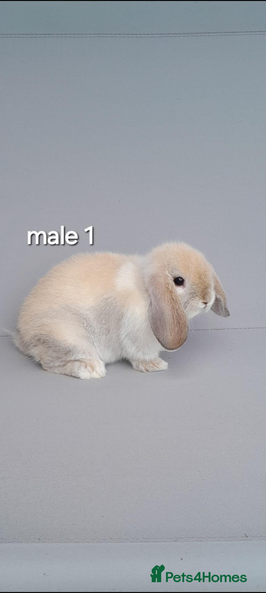 Mini Lop rabbits Gorgeous mini lop rabbits ready now  - Advert 1