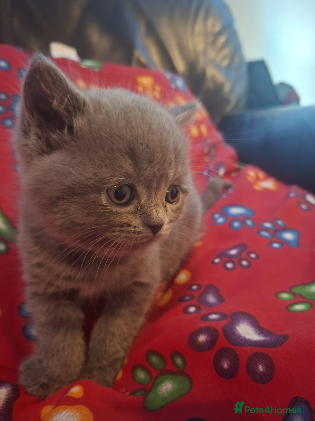 British Shorthair cats for sale: Beautiful short hair and long hair British kittens - Advert 7
