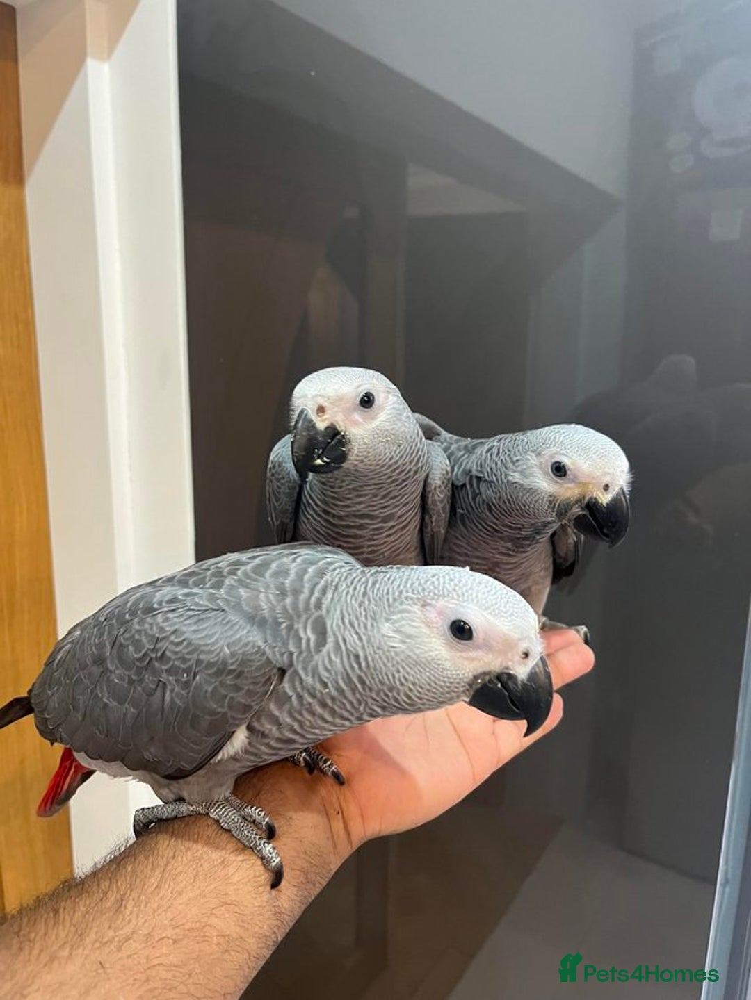 Parrots birds for sale: Super Tame Cuddly African Grey Parrots Ready  - Image 2