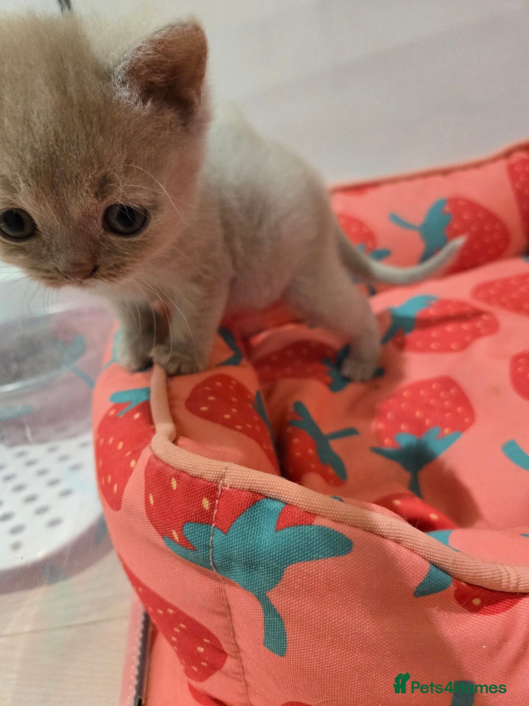 British Shorthair cats for sale: RARE Fawn British Shorthair Kitten £1000 - Advert 4